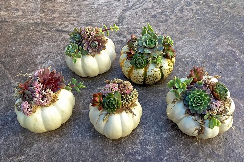 Indoor Succulent Pumpkin 3