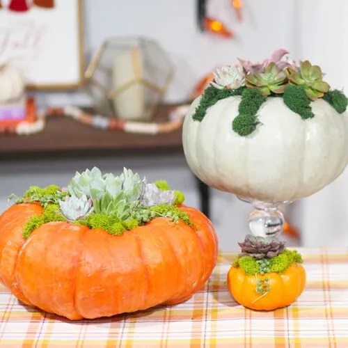 Indoor Succulent Pumpkin 4