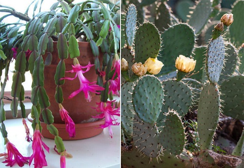 Difference Between  Prickly Pear Cactus and Christmas Cactus