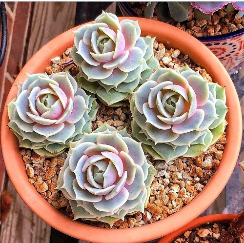 Beautiful Colorful Succulent Plants 2