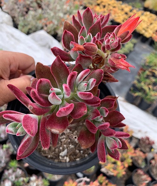 Echeveria harmsii red 