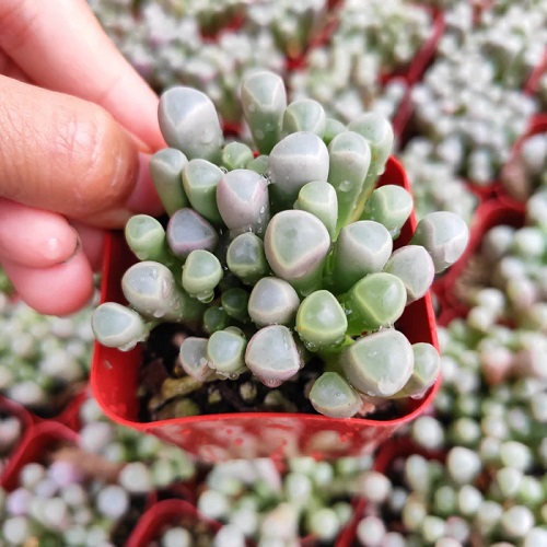 Baby Toes Plants That Look Like Opals 1