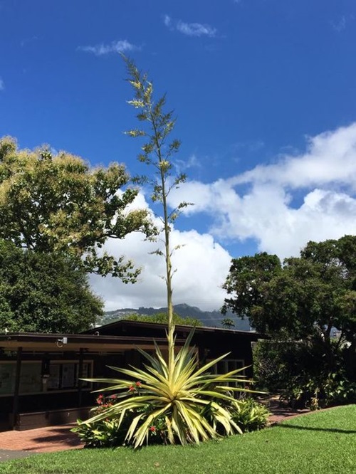 Common Monocarpic Succulents