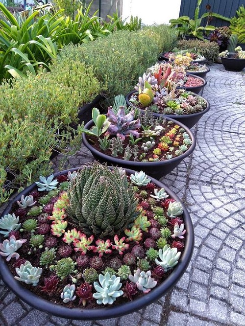 backyard succulent garden4