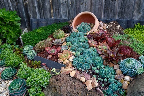 backyard succulent garden 2