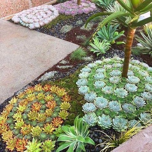 backyard succulent garden 3