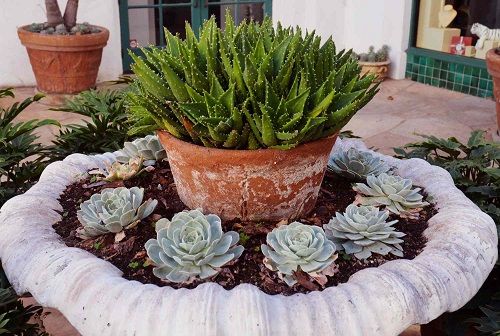 Patio Succulent Garden