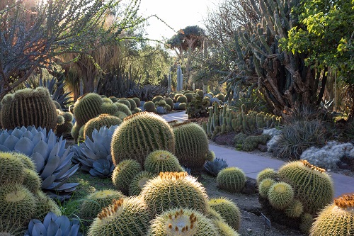 Patio Succulent Garden 3