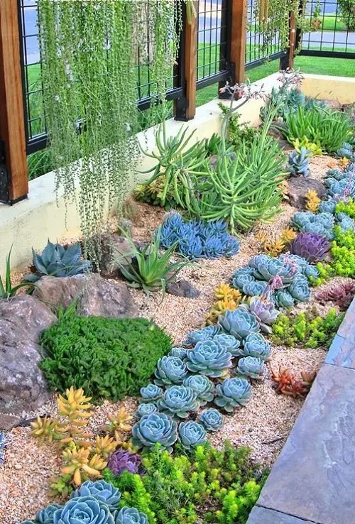 beautiful succulent garden 2