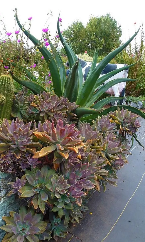 beautiful succulent garden 3