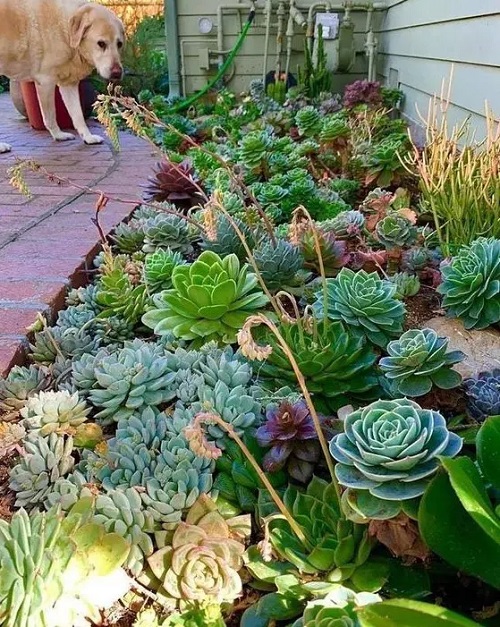 beautiful succulent garden 4