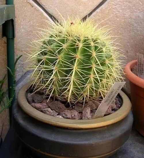 beautiful Cactus With Biggest Thorns