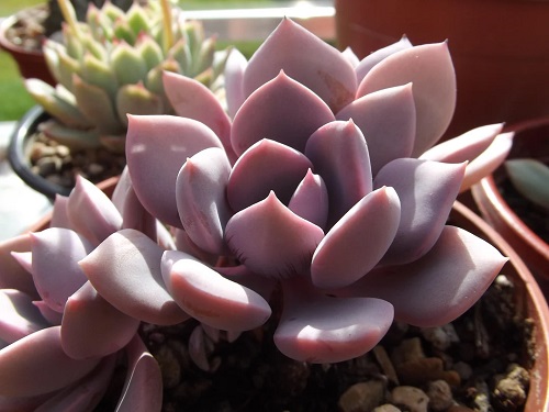 Graptoveria' ‘Debbie’ Plants That Look Like Opals 1