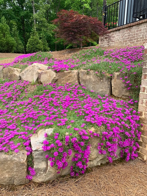 top Blooming Succulents Anyone Can Grow For Flowers