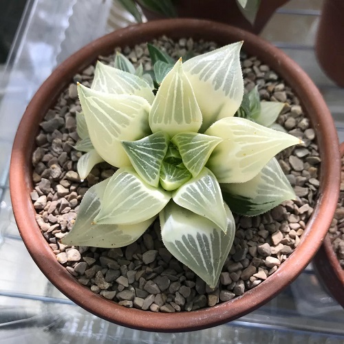 Haworthia magnifica Plants That Look Like Opals 1