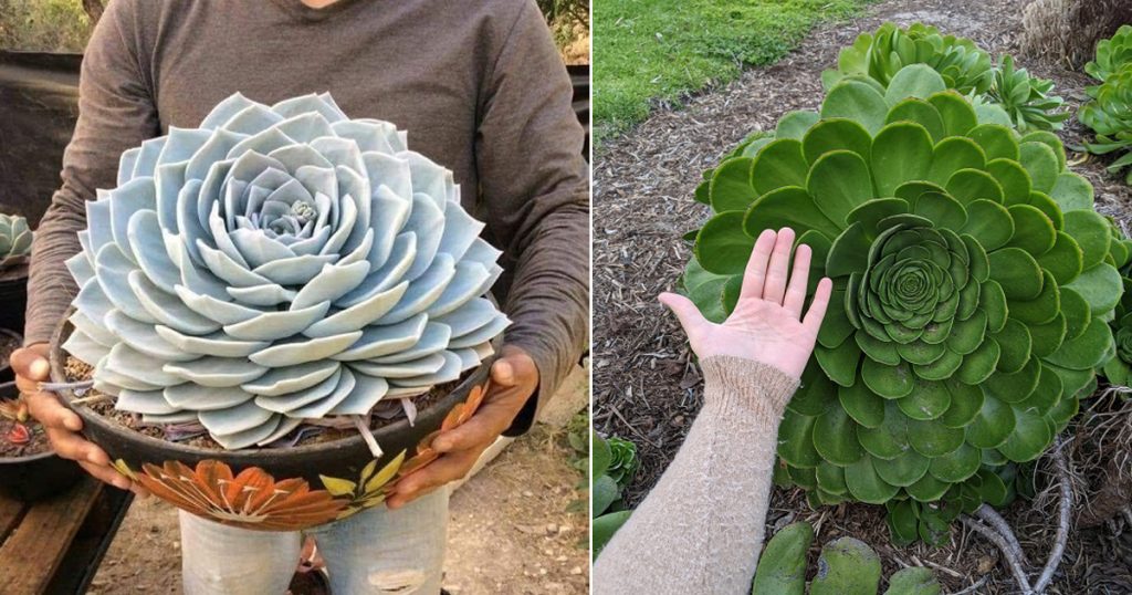 How Big Do Succulents Get—Explained With Tips Succulent Garden Web