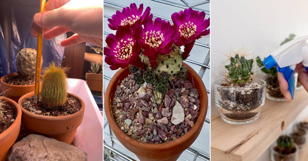 reasons-and-solutions-of-cactus-corking-succulent-garden-web