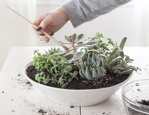 Arranging Succulent Bowl Garden 1