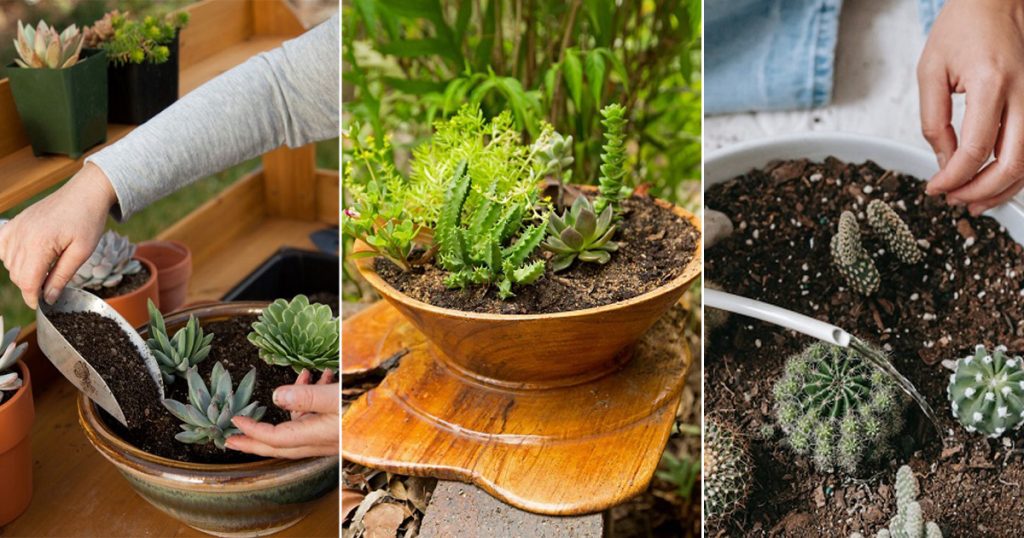 How to Plant a Beautiful Succulent Bowl Garden - Succulent Garden Web