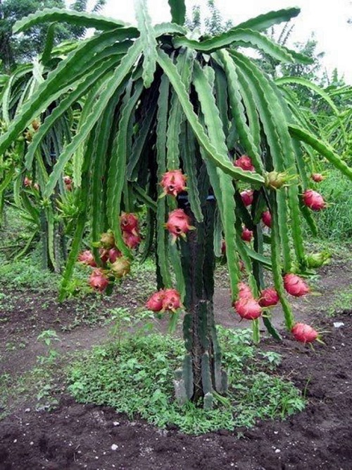 Dragon Fruit Cactus