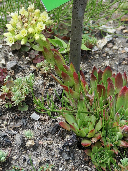 beautiful Common Monocarpic Succulents