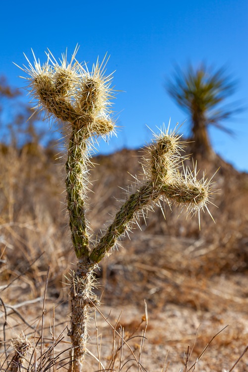 Largest Thorned Cactus