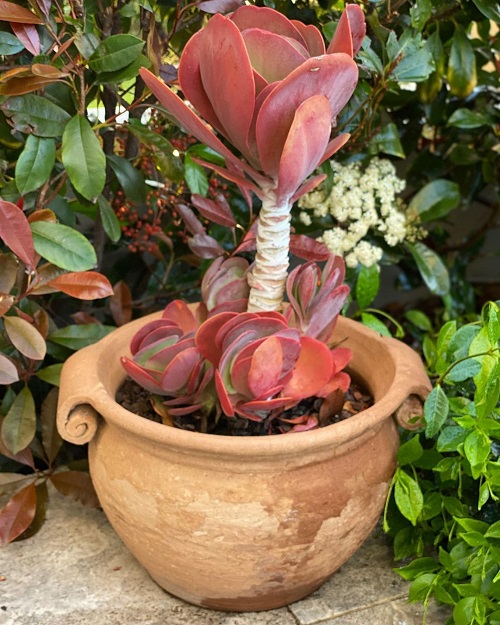 Kalanchoe thyrsiflora that look like eucalyptus