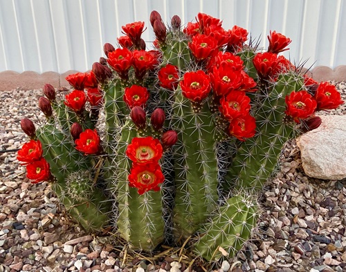 Cactus With Biggest Thorns