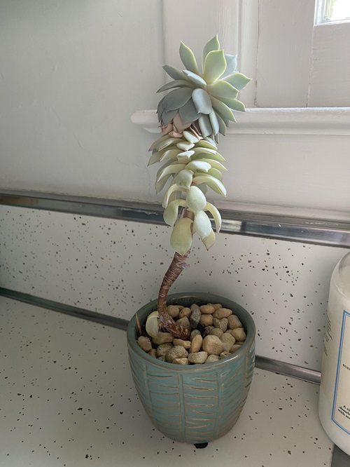 Why Do Succulents Get Leggy or Stretched