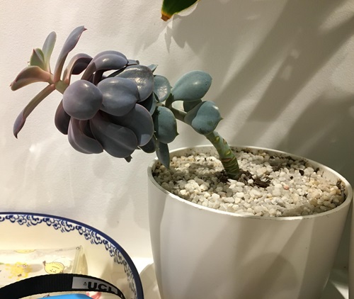 How to Fix a Leggy or Stretched Succulent