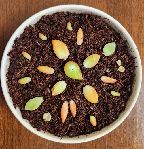 Planting of Clippings