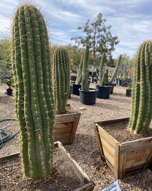 Cactus With Biggest Thorns