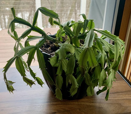 Thanksgiving Cactus Limp and Wrinkled Segments