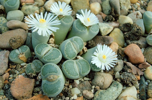 Succulents that look like EYES! 2