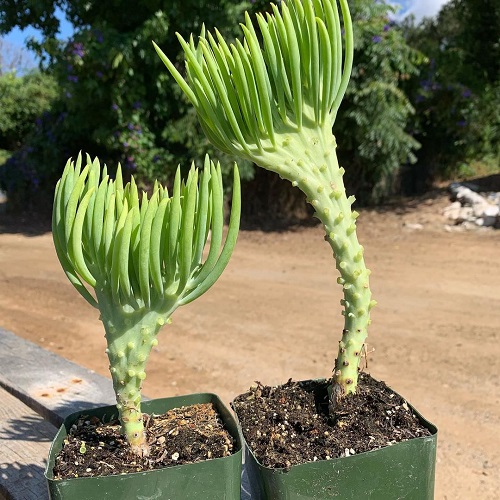 Succulents that look like fingers 1