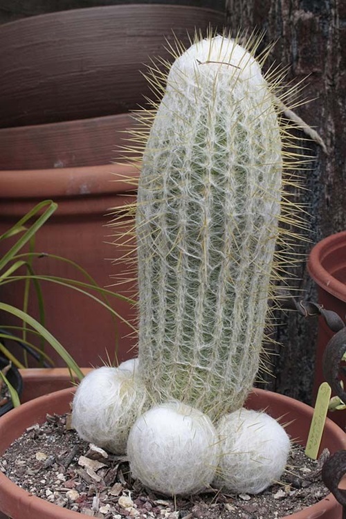 top Cactus With Biggest Thorns