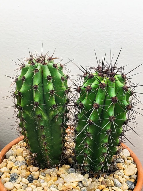 The Biggest Thorned Cactus