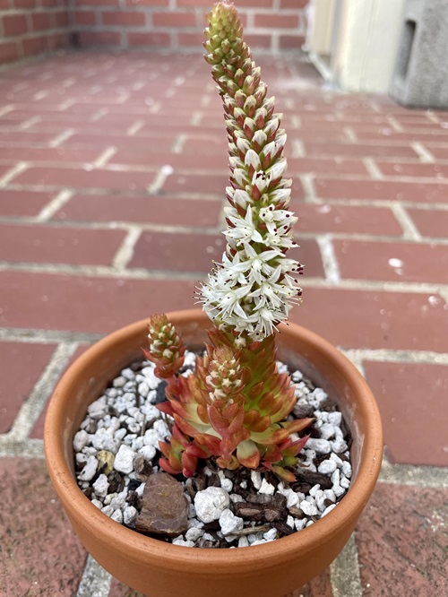 top Common Monocarpic Succulents