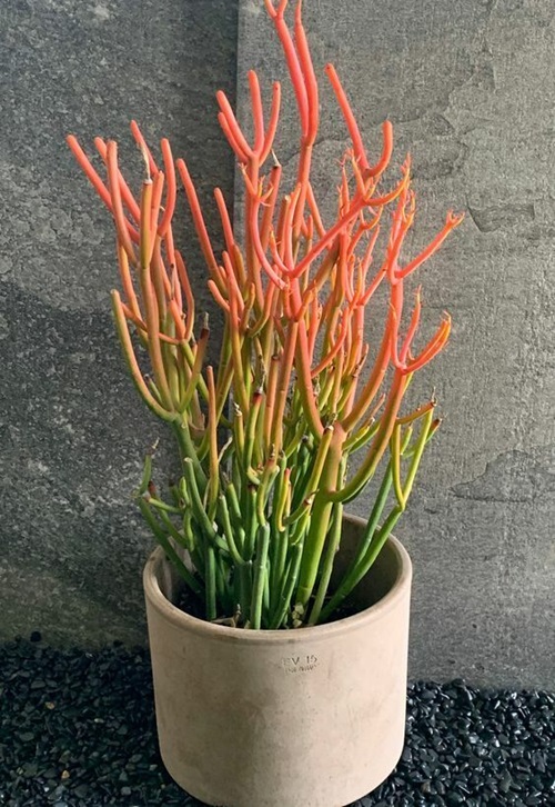 Indoor Succulents that look like fingers 