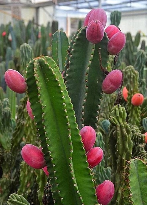 Peruvian Apple Cactus in garden