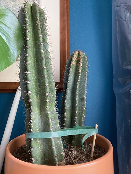 top Biggest Thorned Cactus