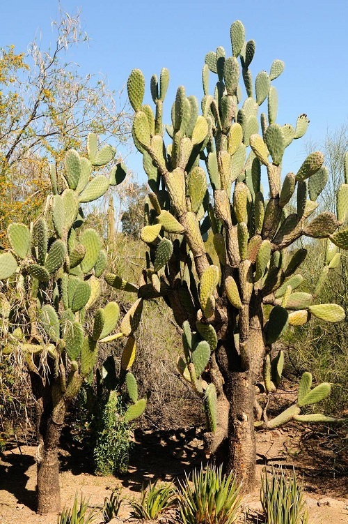 Prickly Pear 1