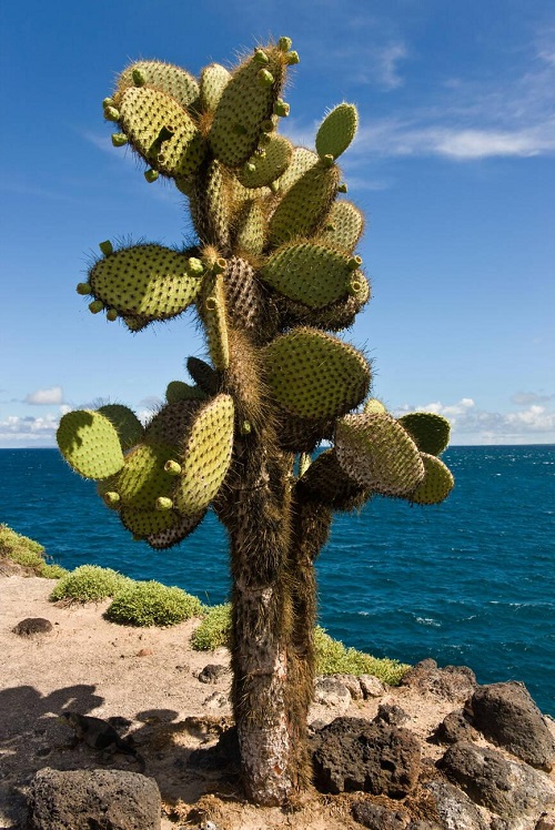 Prickly Pear Cactus