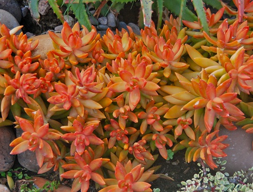 Red Color Succulent in garden 1