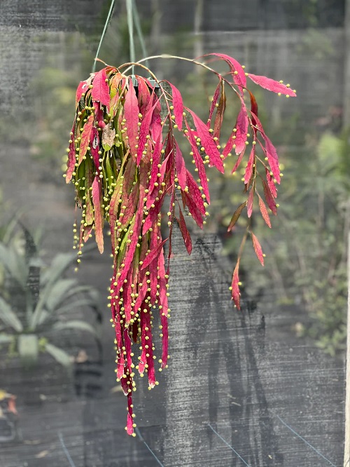 Rhipsalis Ramulosus hanging