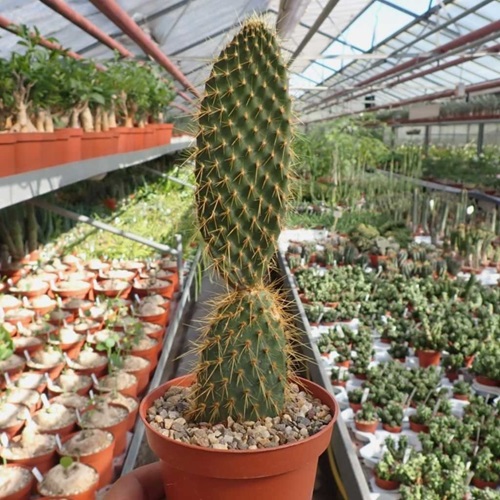 best Cactus With Biggest Thorns