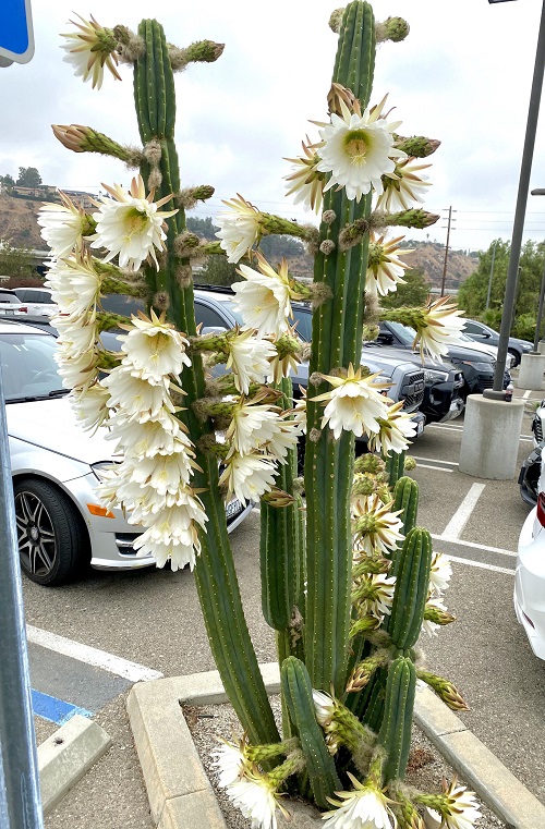 San Pedro Cactus in garden