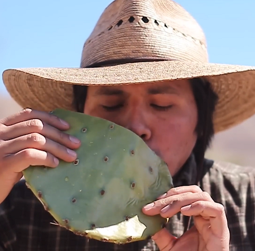 we drink water from cactus 1