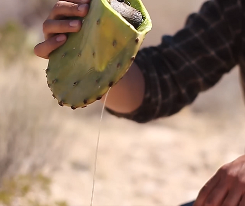  Drink Water From a Cactus