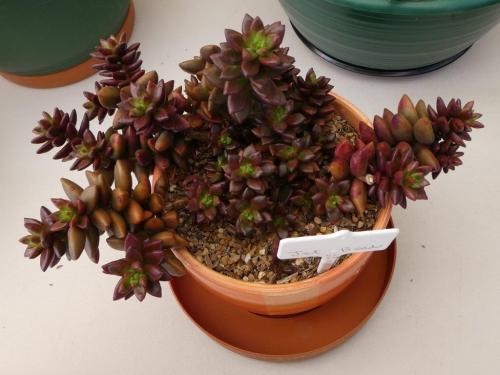 Red Color Succulent in concrete pot 